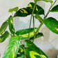 Ctenanthe Lubbersiana 17cm pot Cassandra's Plants