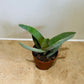 Crassula Falcata Propeller Plant 5.5cm pot Cassandra's Plant