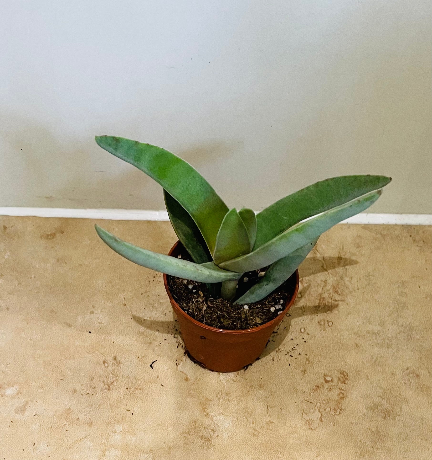 Crassula Falcata Propeller Plant 5.5cm pot Cassandra's Plant