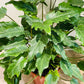 Philodendron Xanadu Cassandra's Plants
