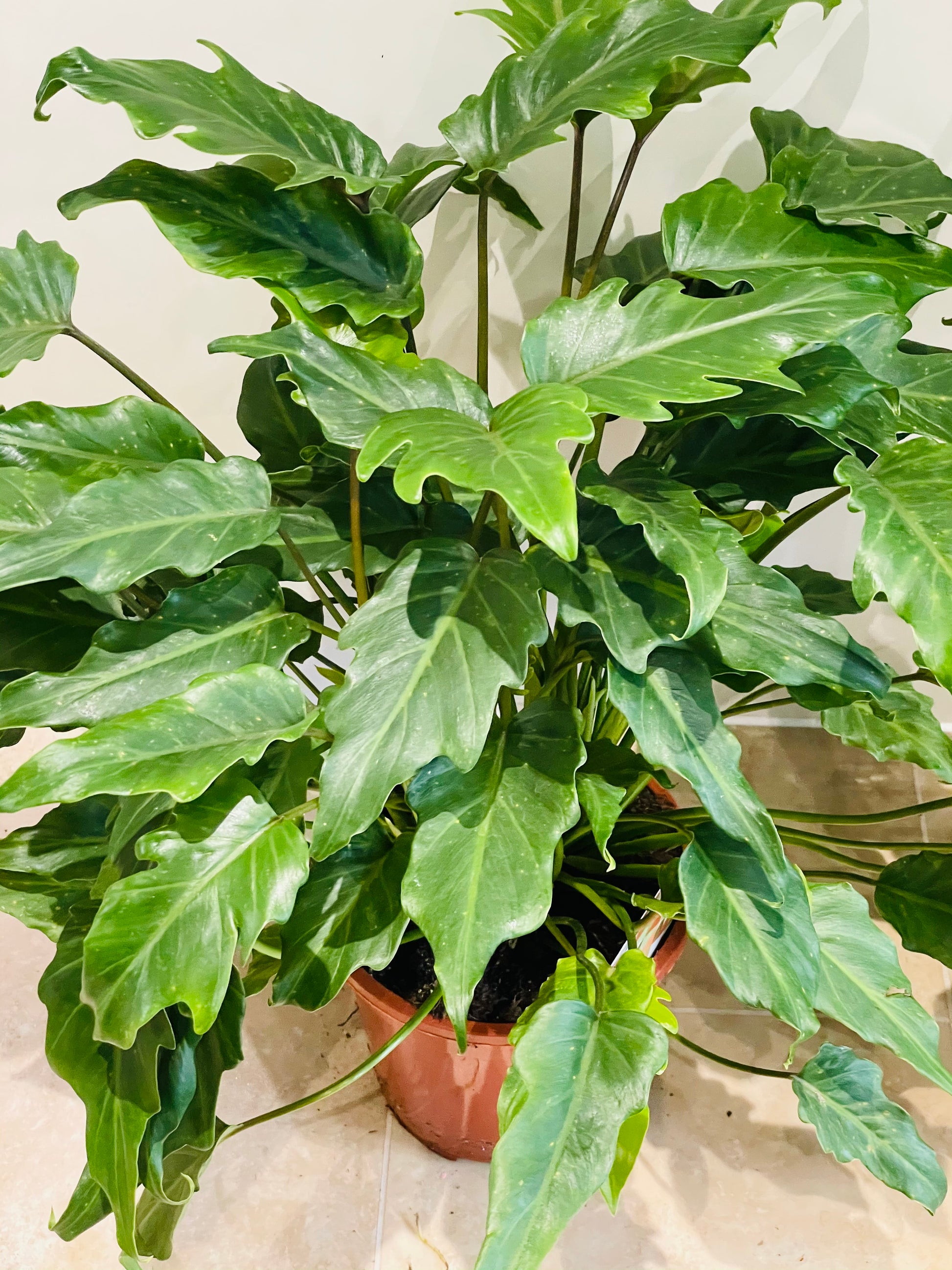 Philodendron Xanadu Cassandra's Plants