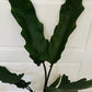 Alocasia Lauterbachiana 19cm Pot Cassandra's Plants