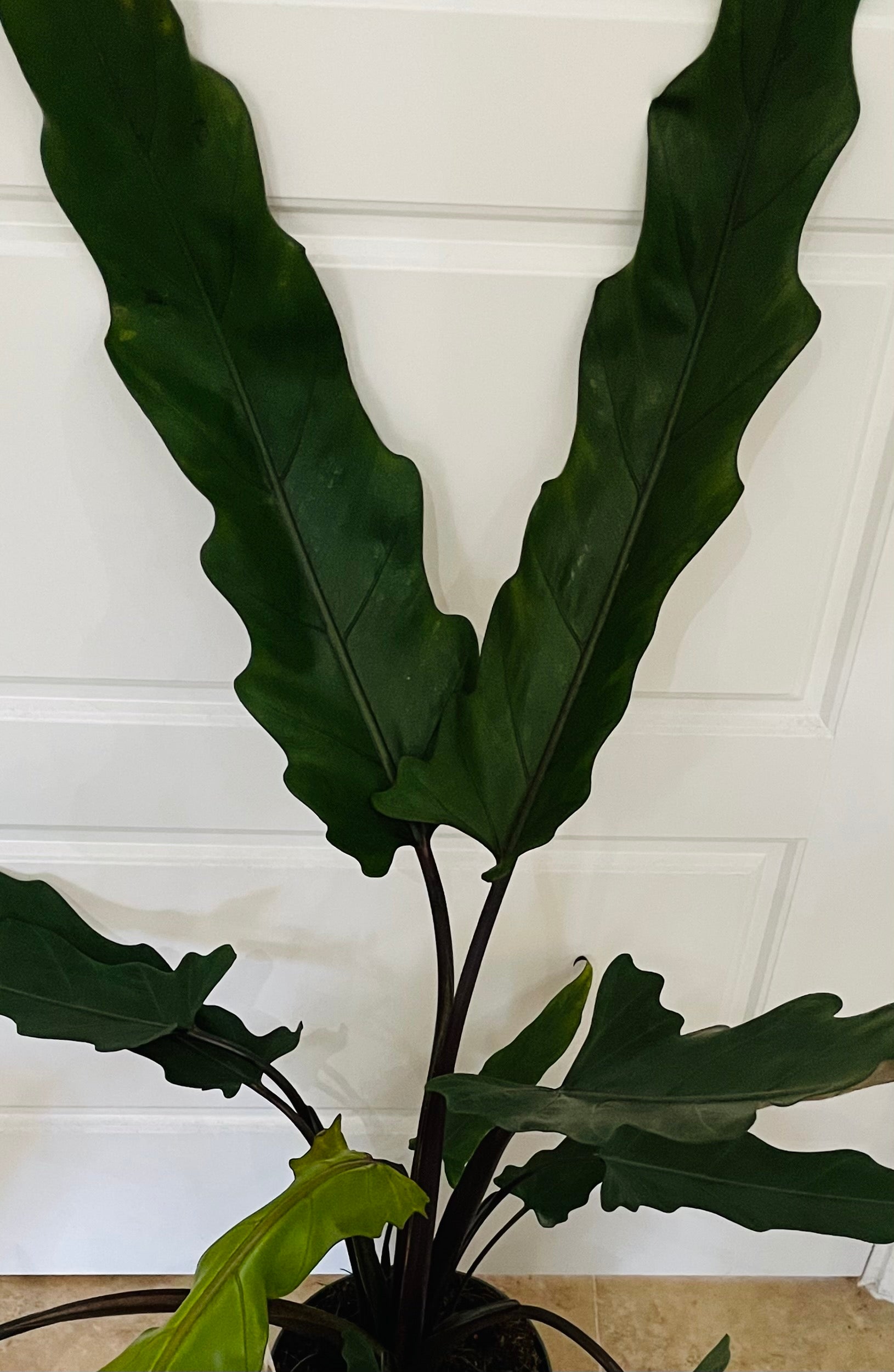 Alocasia Lauterbachiana 19cm Pot Cassandra's Plants