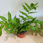 Coniogramme Emeiensis 12cm pot Cassandra's Plants