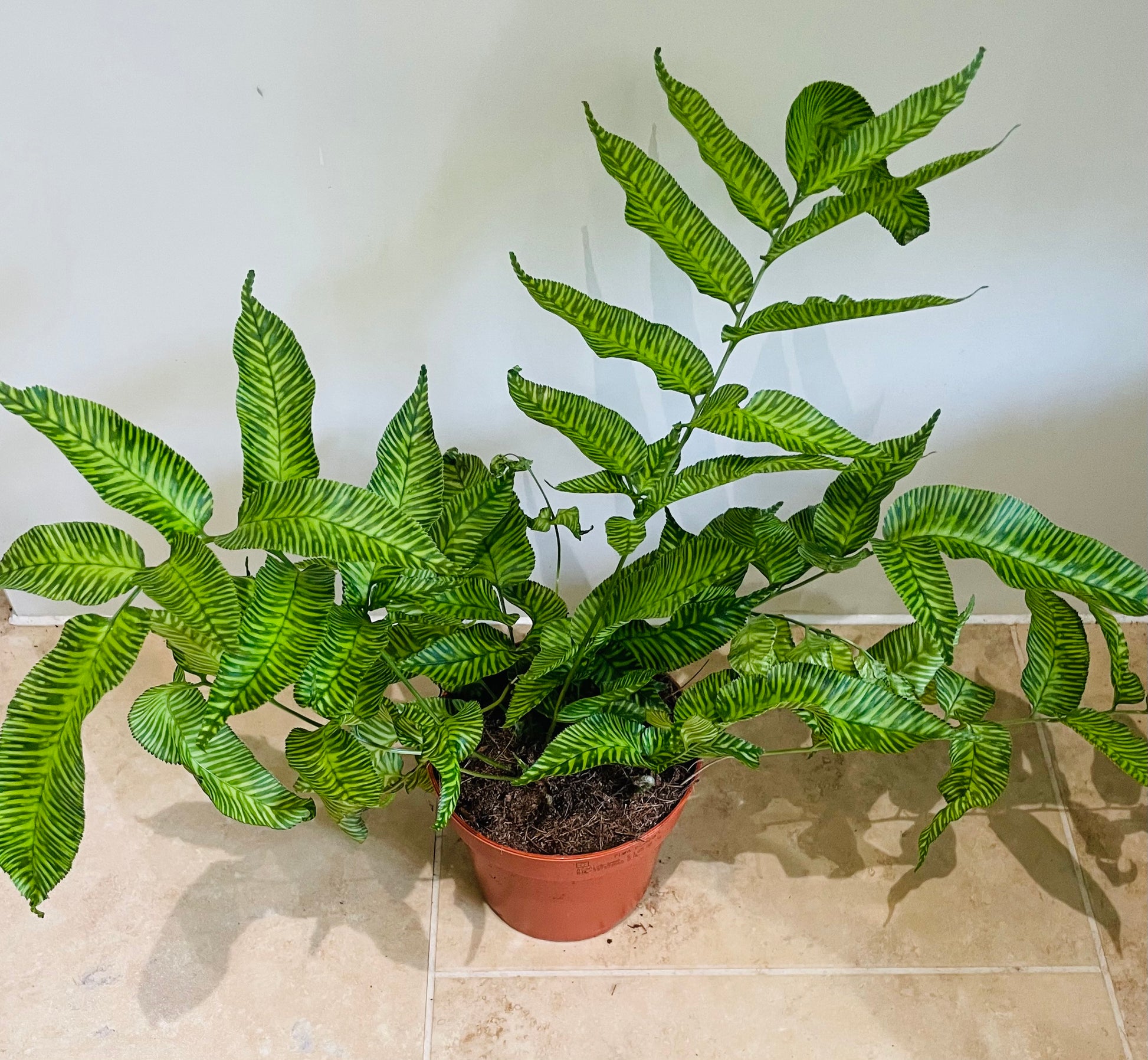 Coniogramme Emeiensis 12cm pot Cassandra's Plants