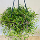 Othonna Capensis Ruby Necklace / Little Pickles in a 14cm Hanging Pot Cassandra's Plants