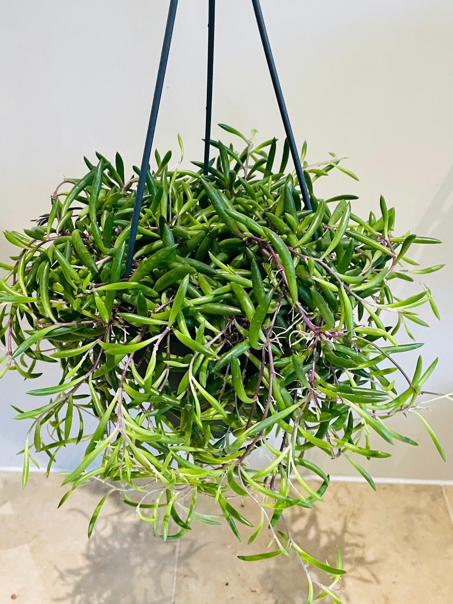 Othonna Capensis Ruby Necklace / Little Pickles in a 14cm Hanging Pot Cassandra's Plants