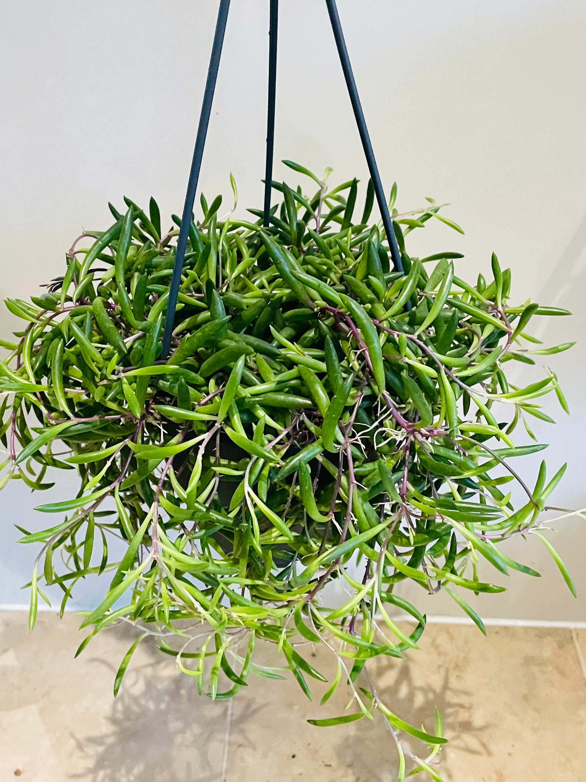 Othonna Capensis Ruby Necklace / Little Pickles in a 14cm Hanging Pot Cassandra's Plants
