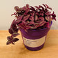 Tradescantia Zebrina Purpusii in a 12cm pot Cassandra's Plants