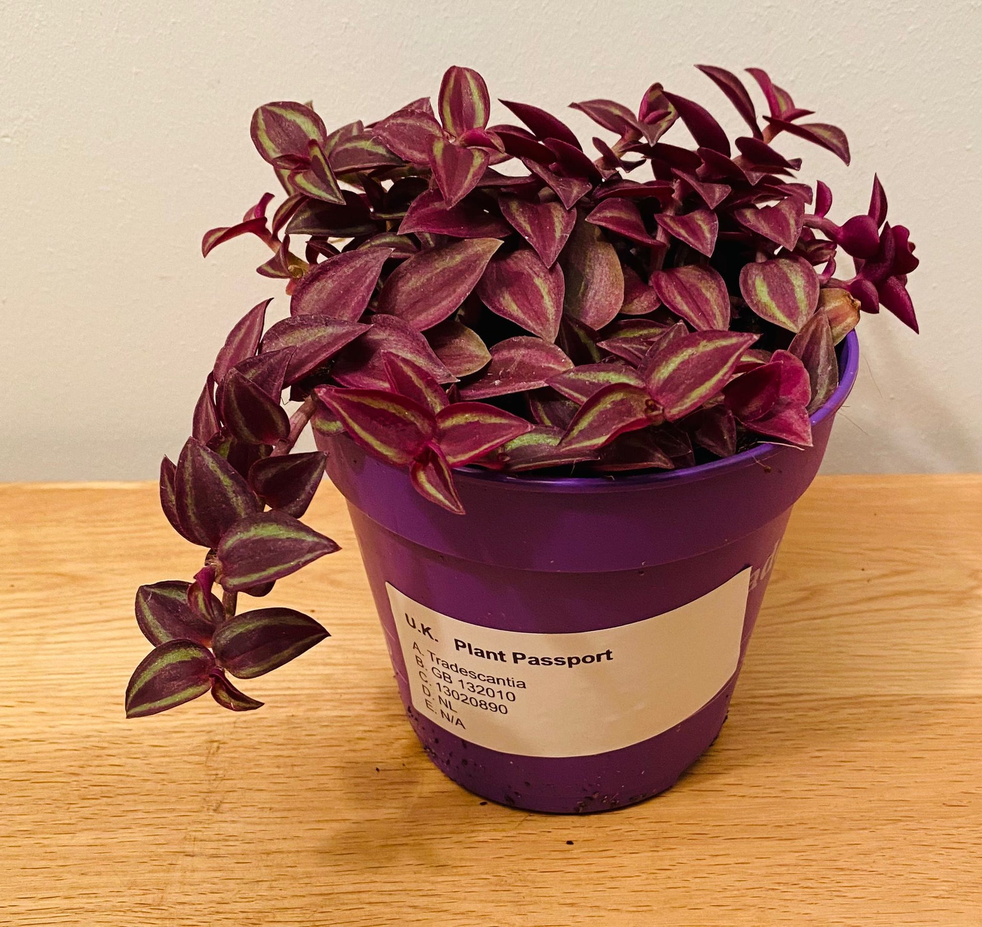 Tradescantia Zebrina Purpusii in a 12cm pot Cassandra's Plants