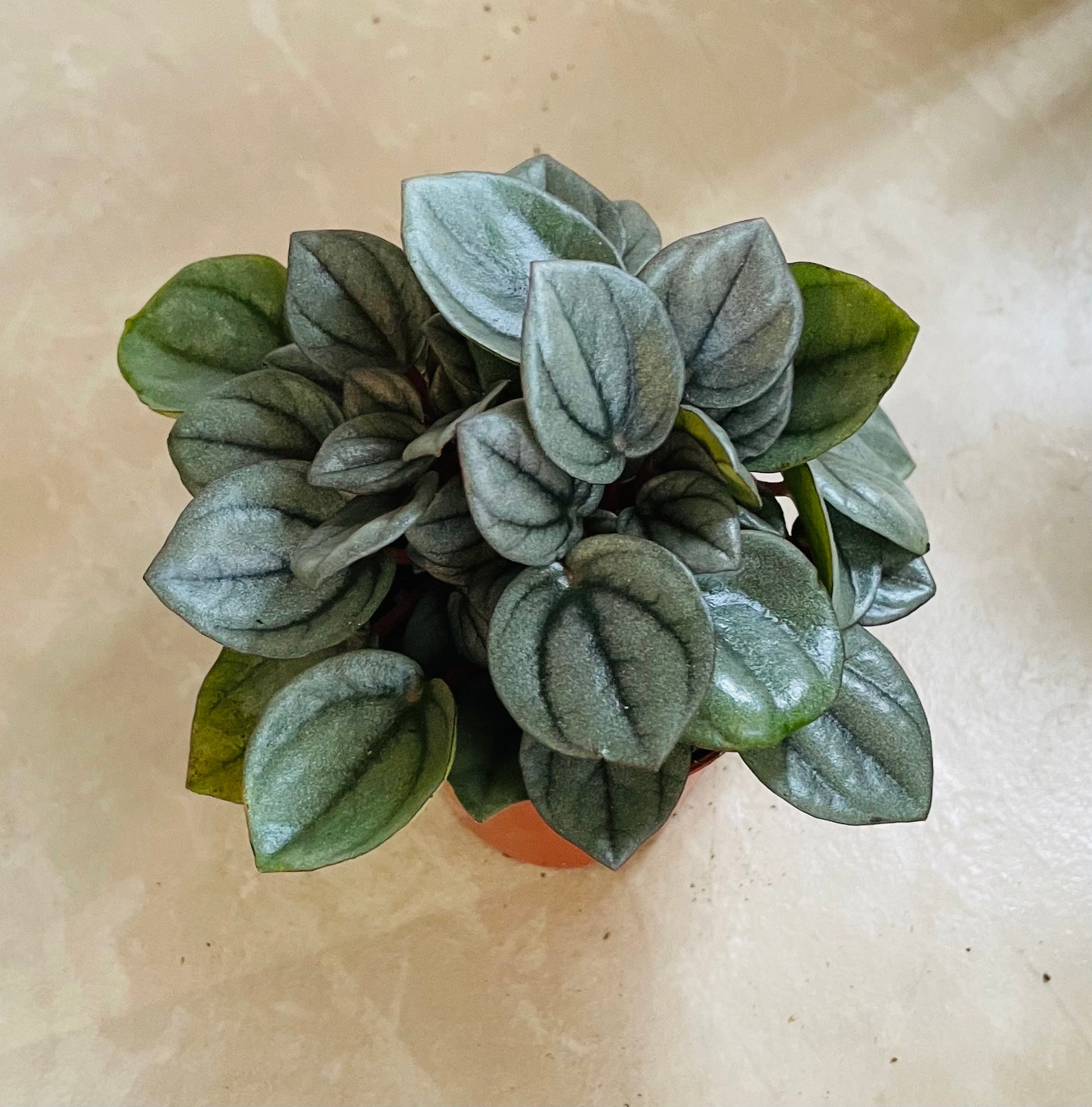 Peperomia Napoli Nights Cassandra's Plants