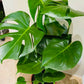 Monstera Deliciosa 17cm pot Cassandra's Plants