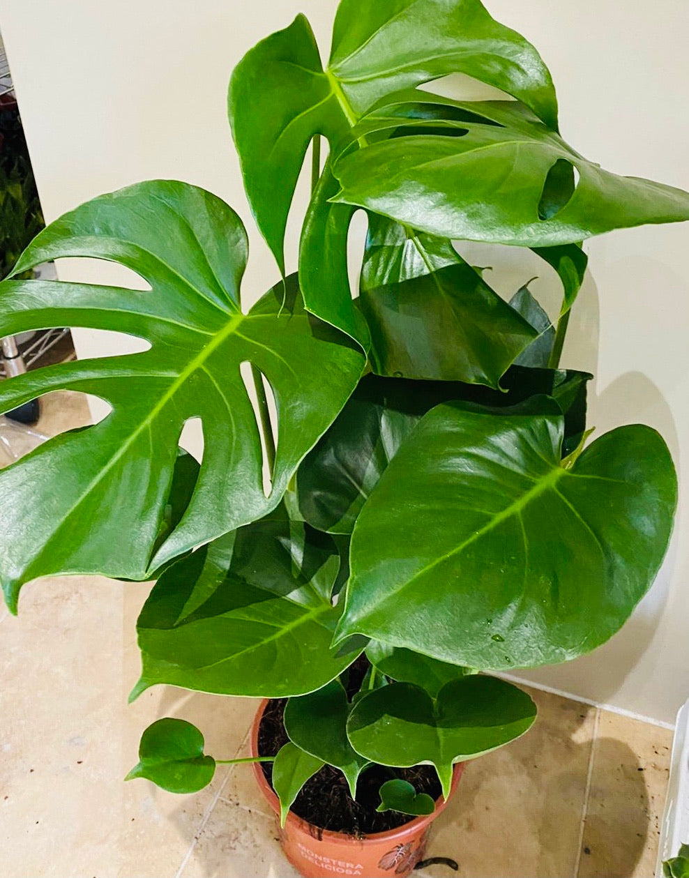 Monstera Deliciosa 17cm pot Cassandra's Plants