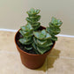 Crassula Perforata "Grey" 8cm Pot Cassandra's Plants