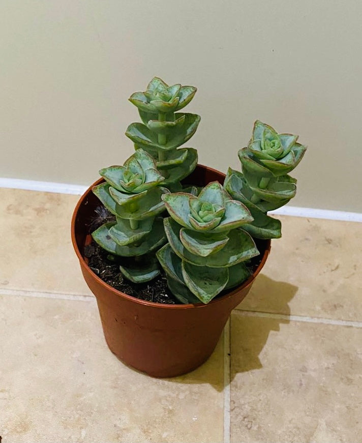 Crassula Perforata "Grey" 8cm Pot Cassandra's Plants