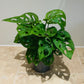 Monstera Adansonii in a 12cm pot Cassandra's Plants
