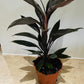 Cordyline Fruticosa Rubra 13cm pot Cassandra's Plants