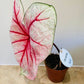 Caladium Summer Breeze 12cm Pot Cassandra's Plants