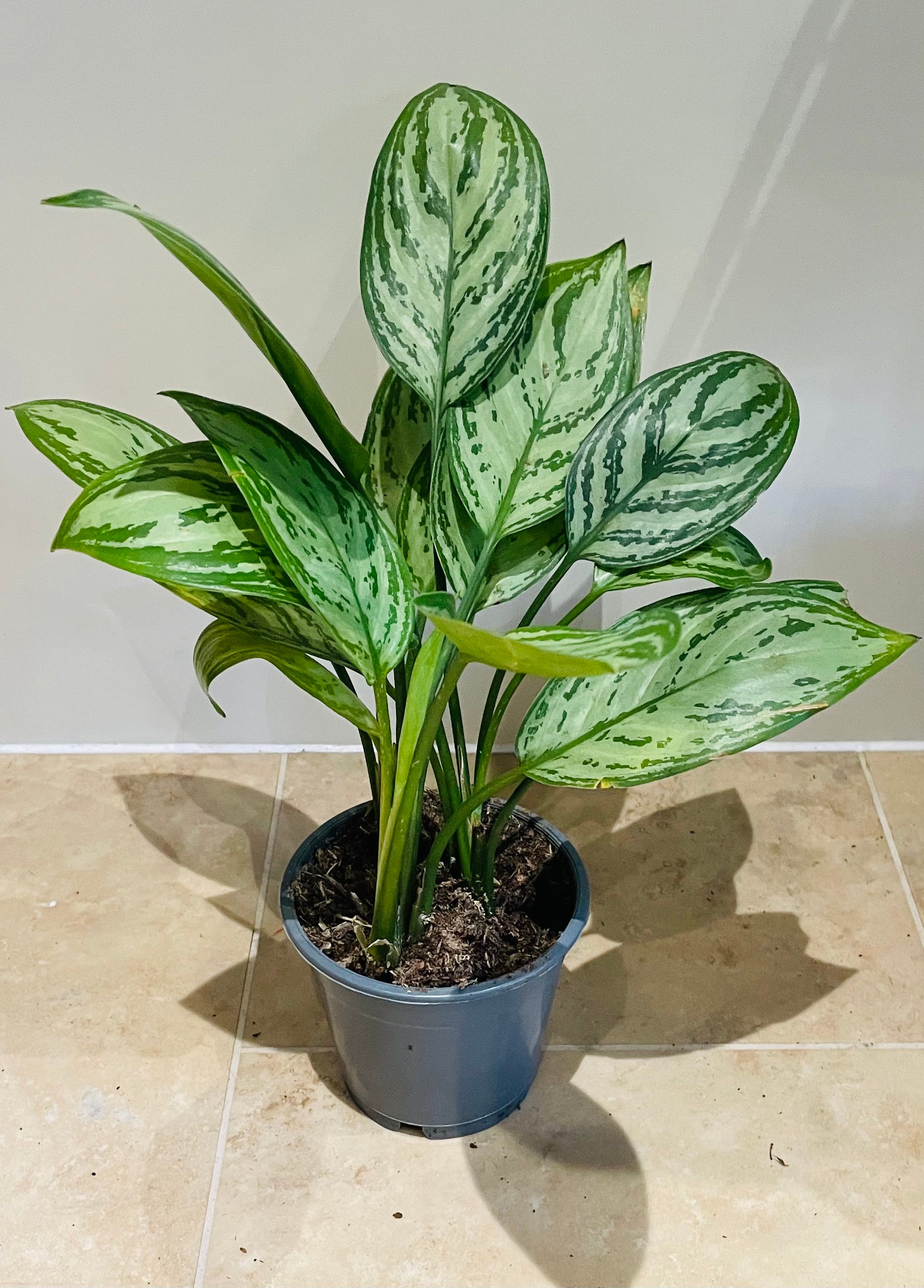 Aglaonema Christina Chinese Evergreen 12cm Pot Cassandra's Plants