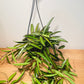 Hoya Wayetii in a 15cm hanging pot Cassandra's Plants