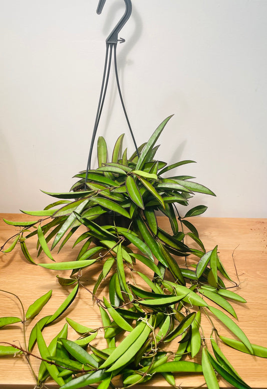 Hoya Wayetii in a 15cm hanging pot Cassandra's Plants