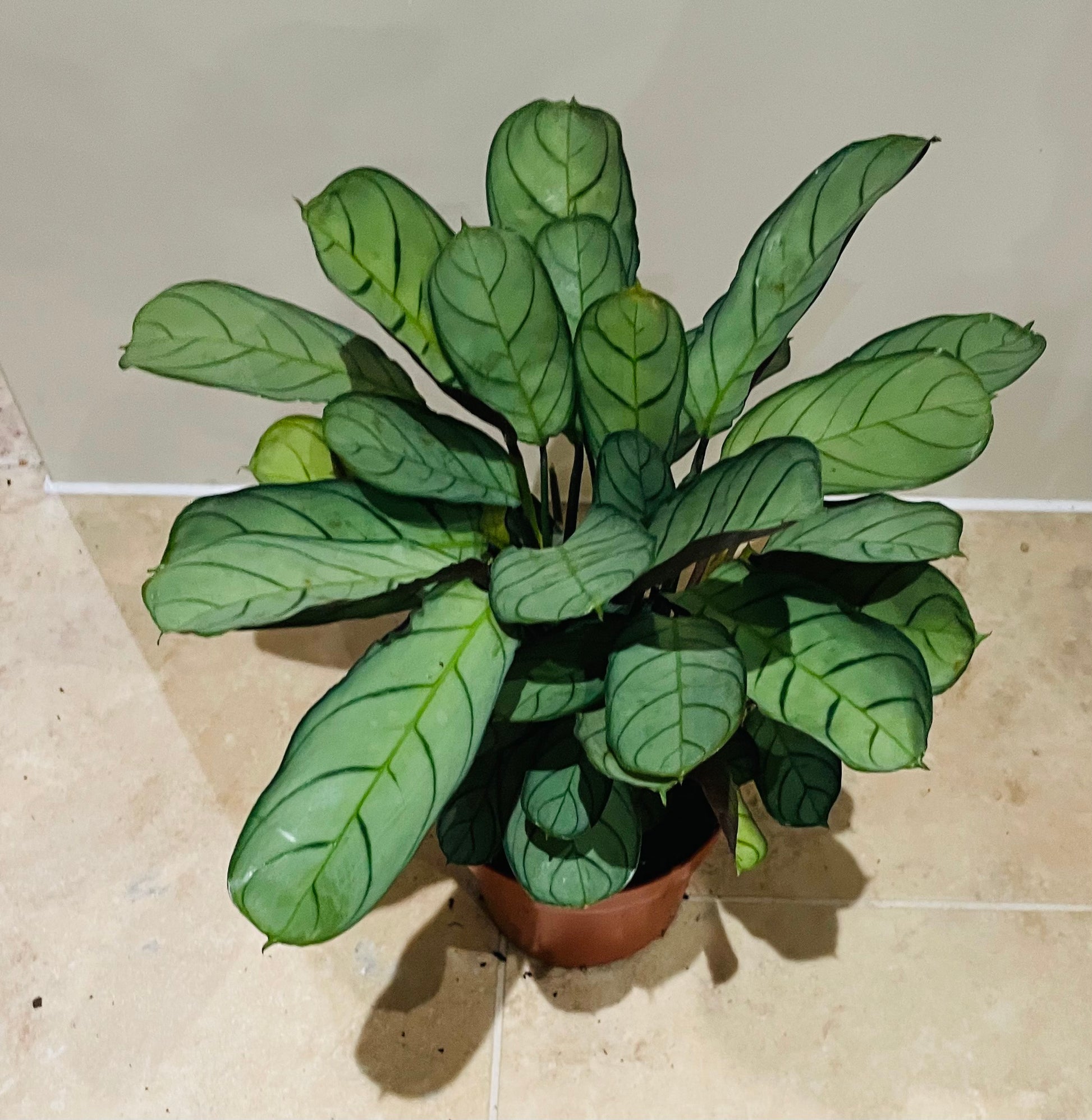 Ctenanthe Burle Marxii Amagris 12cm pot Cassandra's Plants