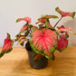 Caladium Sizzle “Angel Wings” 12cm Pot Cassandra's Plants