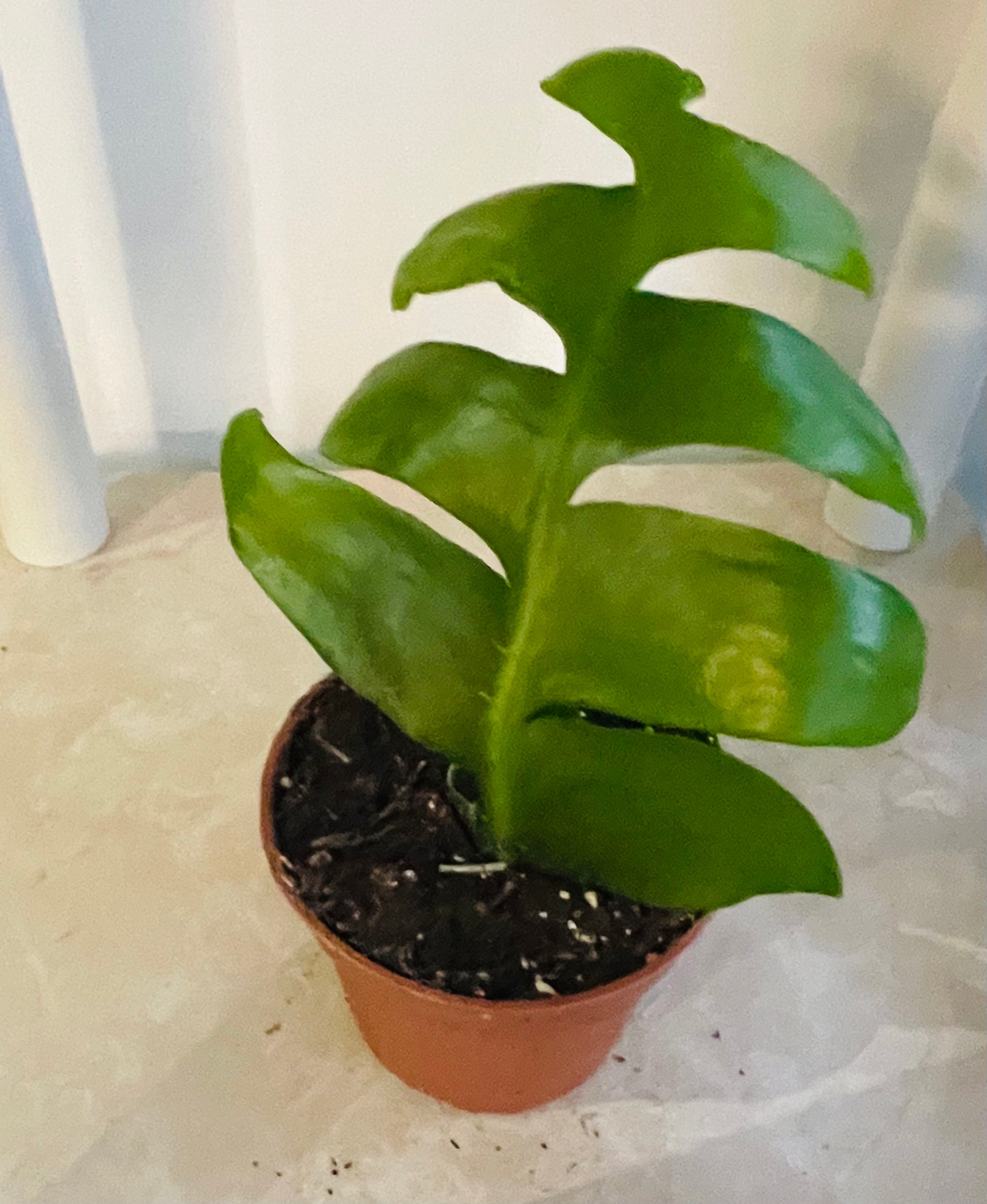Epiphyllum Chrysocardium Ric Rak Cactus 8cm Pot Cassandra's Plants