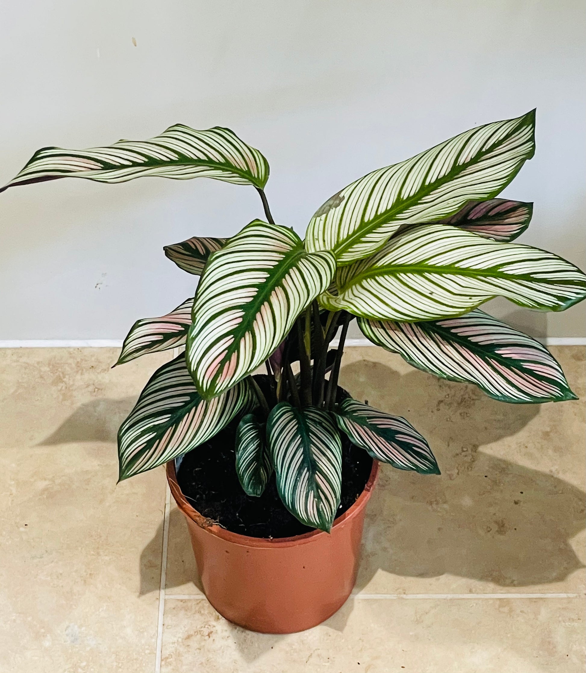 Calathea White Star 14cm Pot Cassandra's Plants 
