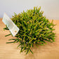 Rhipsalis Burchellii Cassandra's Plants
