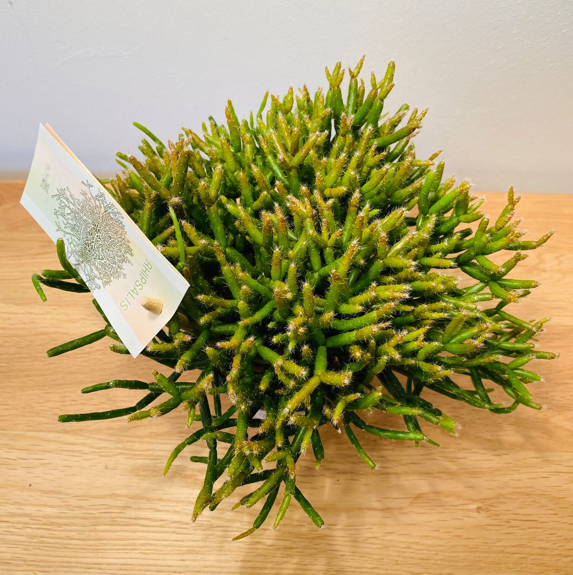 Rhipsalis Burchellii Cassandra's Plants