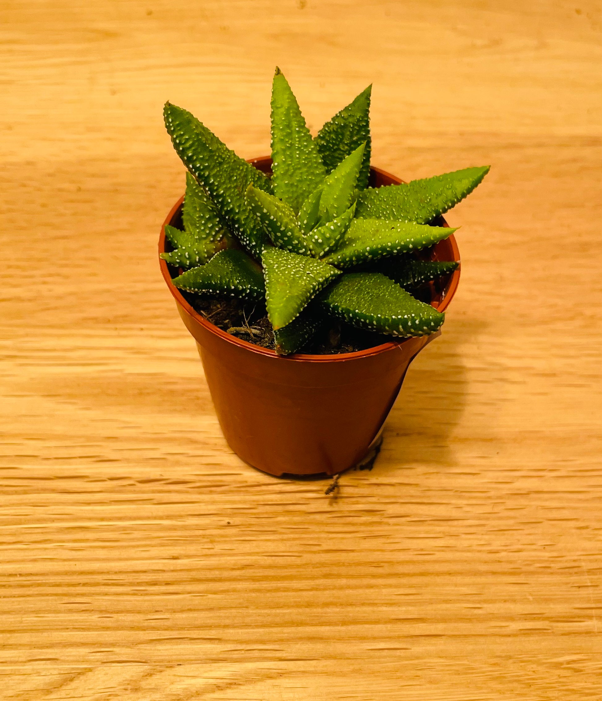 Haworthia Attenuata cv Enon Succulent in 5.5cm Pot Cassandra's Plants