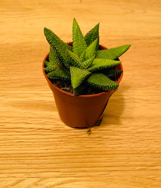 Haworthia Attenuata cv Enon Succulent in 5.5cm Pot Cassandra's Plants