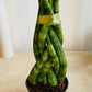 Sansevieria Cylindrica In a 6.5 cm pot Cassandra's Plants