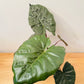 Alocasia Yucatan Princess 17cm Pot Cassandra's Plants