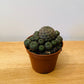 Sulcorebutia Rauschii Cactus Cassandra's Plants