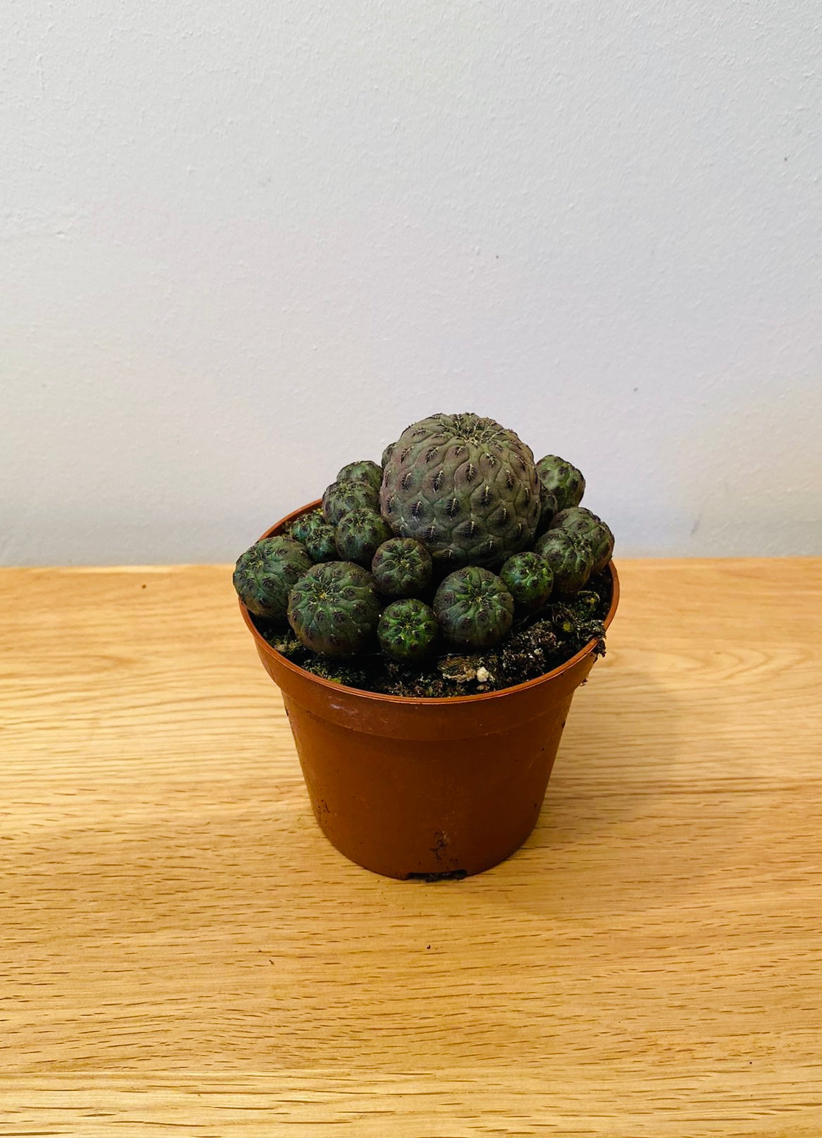 Sulcorebutia Rauschii Cactus Cassandra's Plants