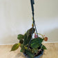 Philodendron Hederaceum Micans Cassandra's Plants