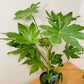 Fatsia Japonica in a 17cm Pot Cassandra's Plants