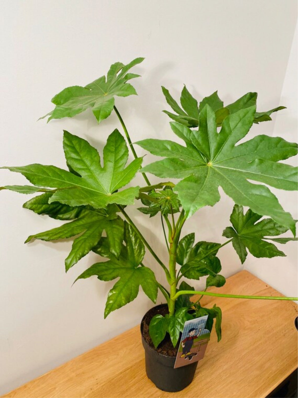 Fatsia Japonica in a 17cm Pot Cassandra's Plants