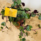 Senecio Mikanoides in a 12cm pot Cassandra's Plants
