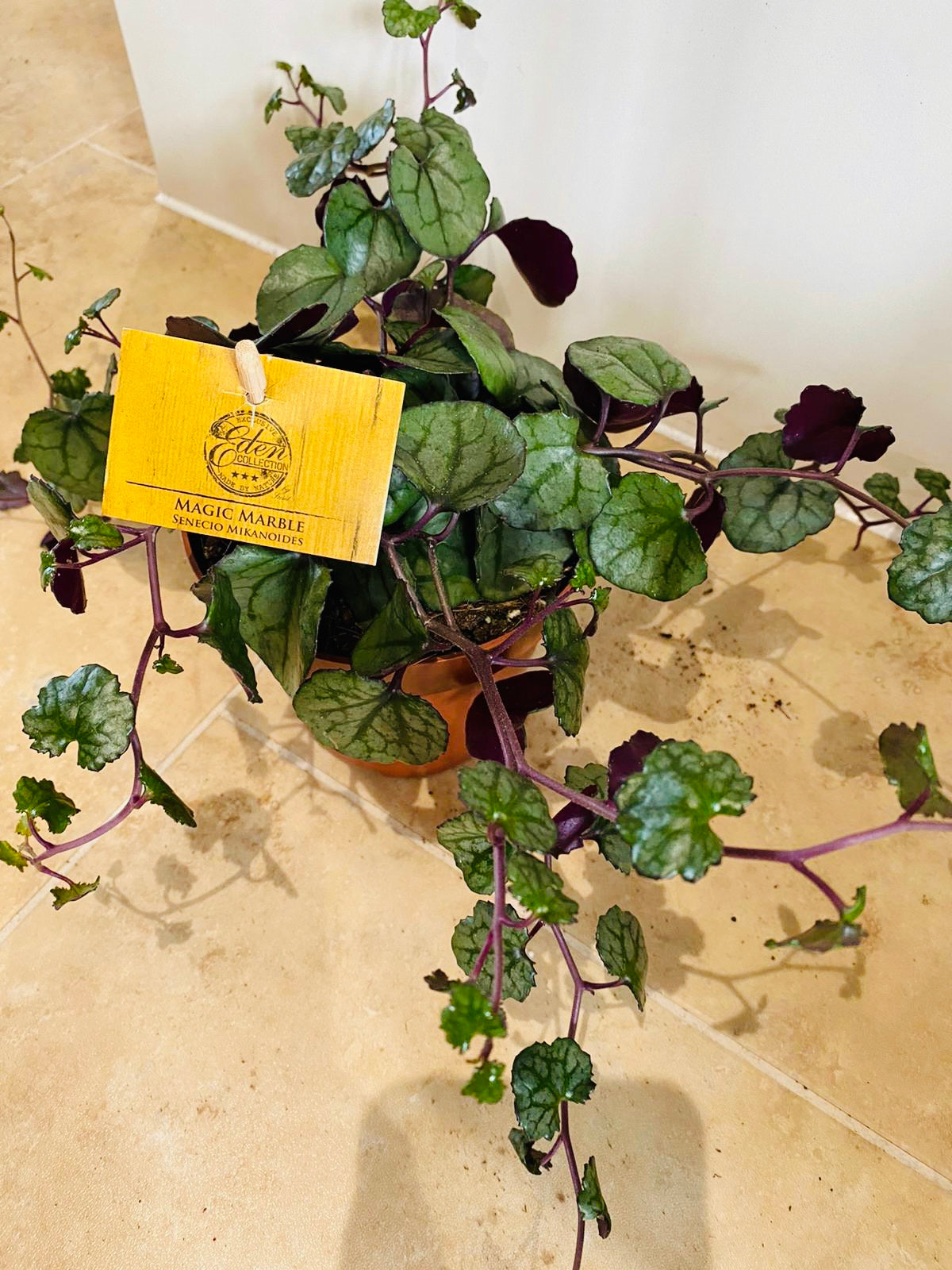 Senecio Mikanoides in a 12cm pot Cassandra's Plants