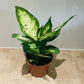 Dieffenbachia 'Compacta' Dumb Cane 8cm Pot Cassandra's Plants