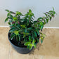 Aeschynanthus Twister Lipstick Plant 12cm Pot Cassandra's Plants