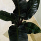 Philodendron Imperial Red in a 14cm Pot Cassandra's Plants