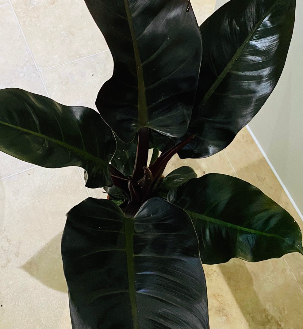 Philodendron Imperial Red in a 14cm Pot Cassandra's Plants