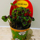 Oxalis Triangularis Iron Cross in a 9cm pot Cassandra's Plants