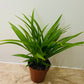 Chlorophytum Comosum Lemon 12cm Pot Cassandra's Plants