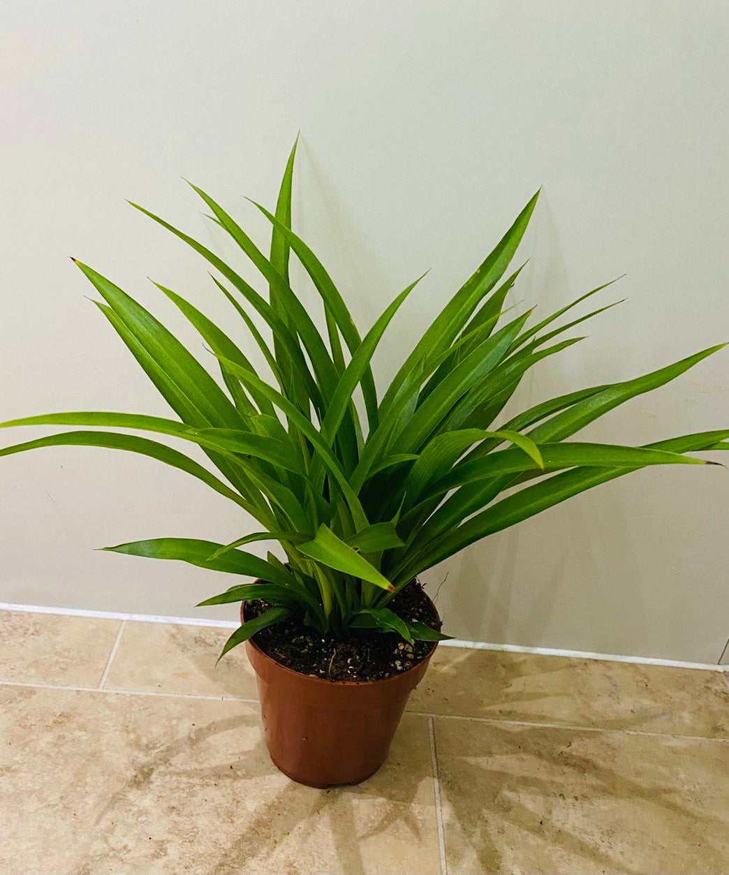 Chlorophytum Comosum Lemon 12cm Pot Cassandra's Plants