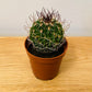 Stenocactus Fasciculatus Cactus in 5.5cm Pot Cassandra's Plants